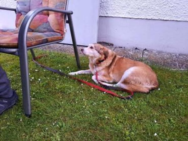 Sandy - hübsche Omi sucht Zuhause