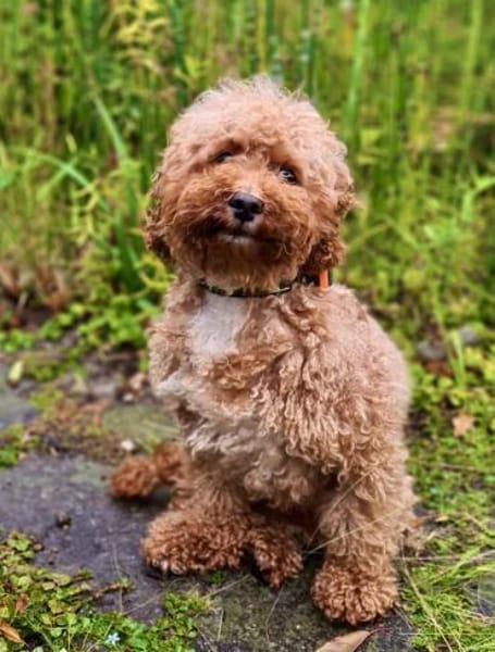 Pudel Apuca in 38448 Wolfsburg