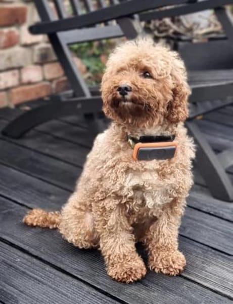 Pudel Apuca in 38448 Wolfsburg