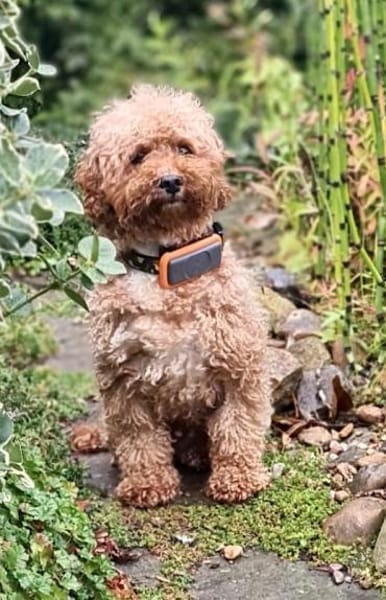 Pudel Apuca in 38448 Wolfsburg