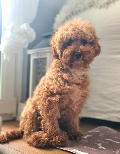 Pudel Apuca in 38448 Wolfsburg