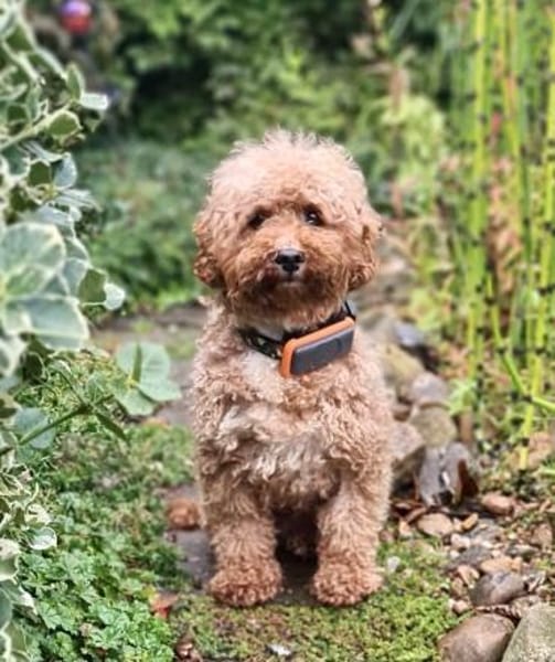 Pudel Apuca in 38448 Wolfsburg