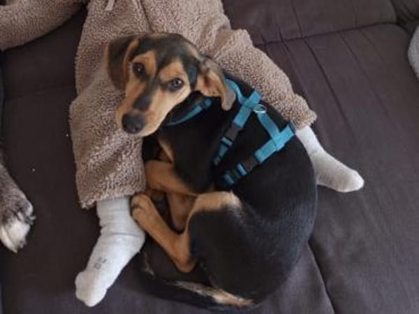 Zoe möchte zu Ihnen gehören