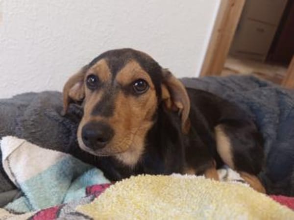 Zoe möchte zu Ihnen gehören