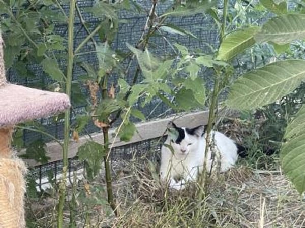 Tabea - sucht Zuhause voller Kuschelzeit