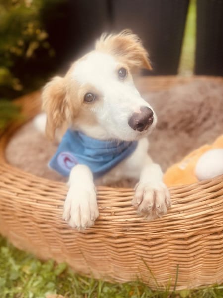 Pino