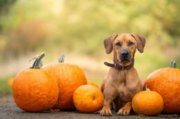 Zuhause gesucht für Schröder