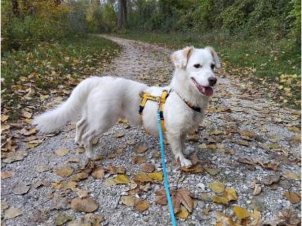 Fipps - wartet in 89257 Illertissen