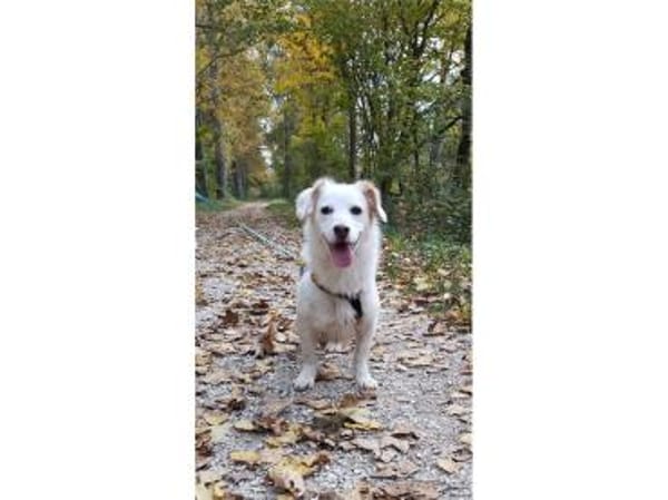 Fipps - wartet in 89257 Illertissen