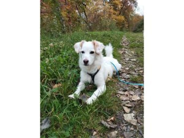 Fipps - wartet in 89257 Illertissen