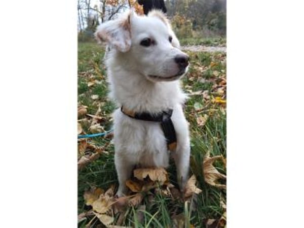 Fipps - wartet in 89257 Illertissen