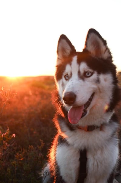 Lumi
