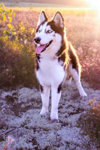 Lumi