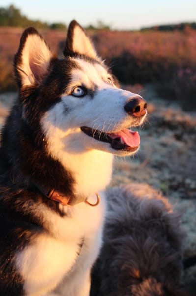 Lumi