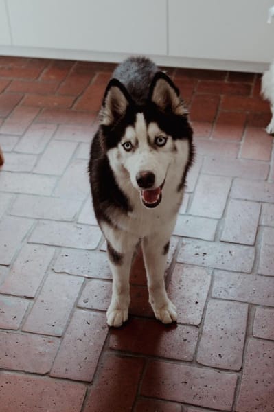 Lumi