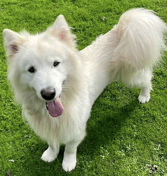 Samson