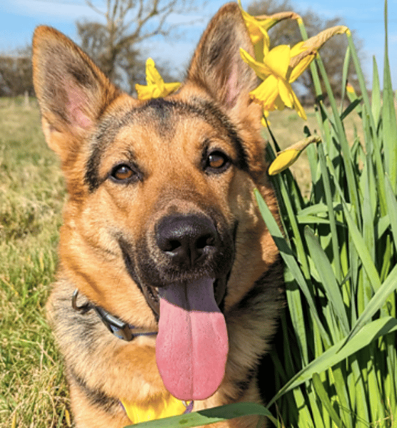 Roo