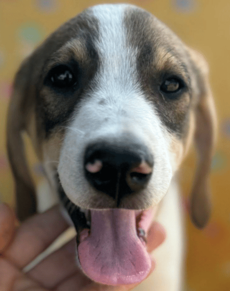 Dexter