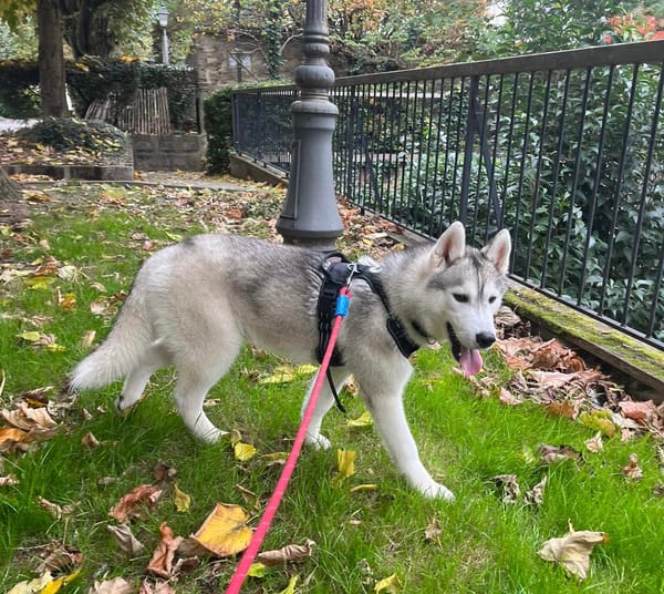 AIKO
