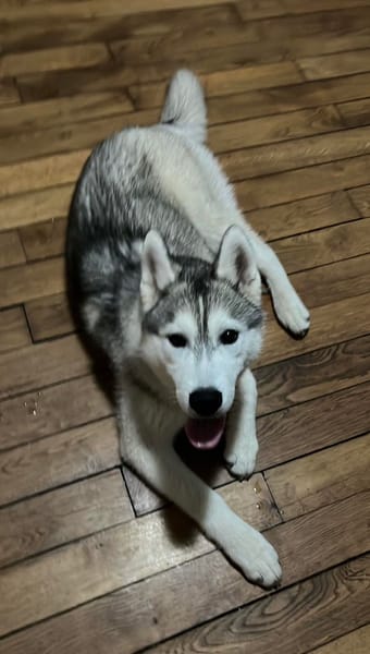AIKO