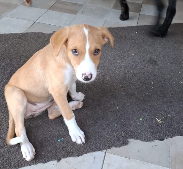 ZÉLIE, chiot femelle Berger Créole