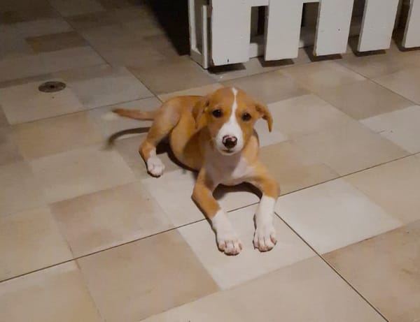 ZÉLIE, chiot femelle Berger Créole