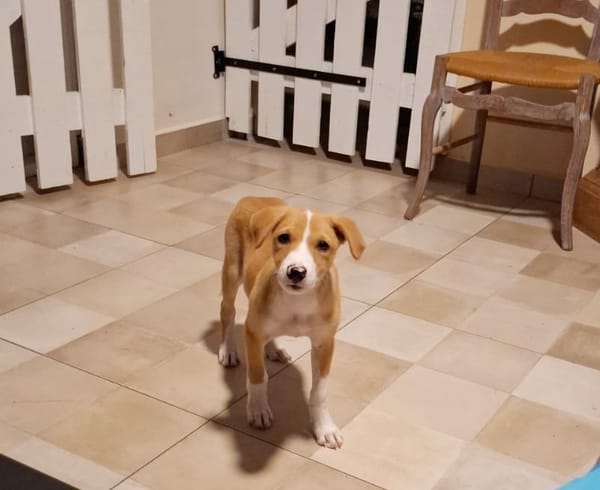 ZÉLIE, chiot femelle Berger Créole