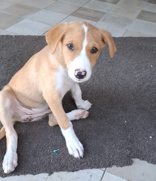 ZÉLIE, chiot femelle Berger Créole