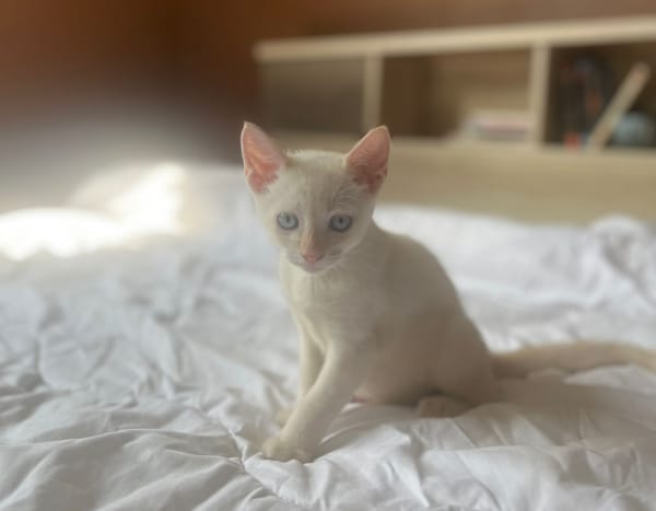 AÏBLUE, chat mâle de type européen