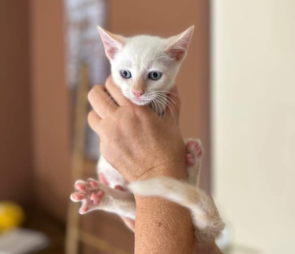 AÏBLUE, chat mâle de type européen