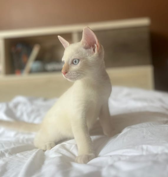 AÏBLUE, chat mâle de type européen