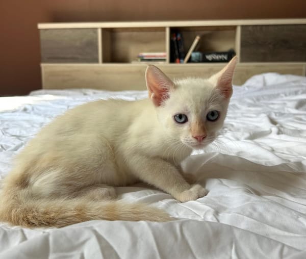 AÏBLUE, chat mâle de type européen