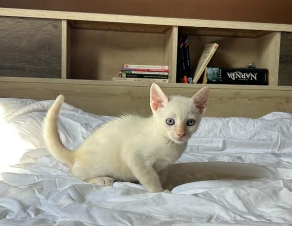AÏBLUE, chat mâle de type européen