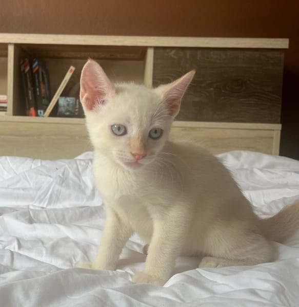 AÏBLUE, chat mâle de type européen