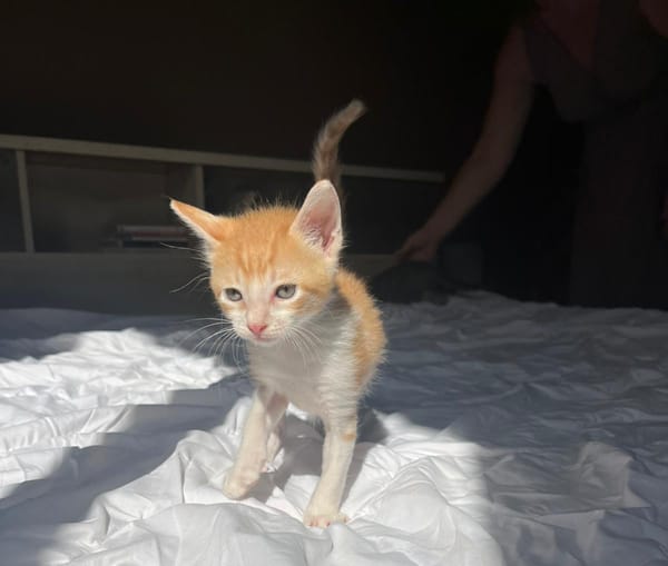 JASPE, chaton mâle, type européen