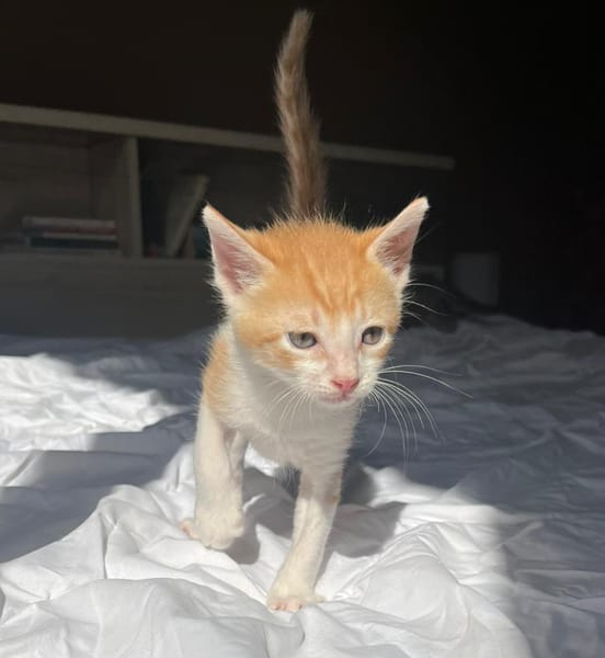 JASPE, chaton mâle, type européen