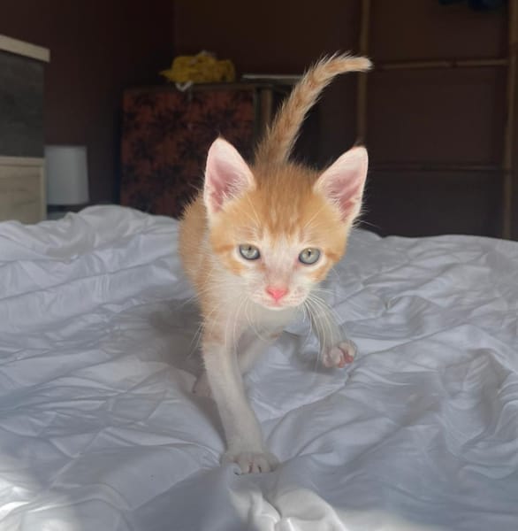 JASPE, chaton mâle, type européen