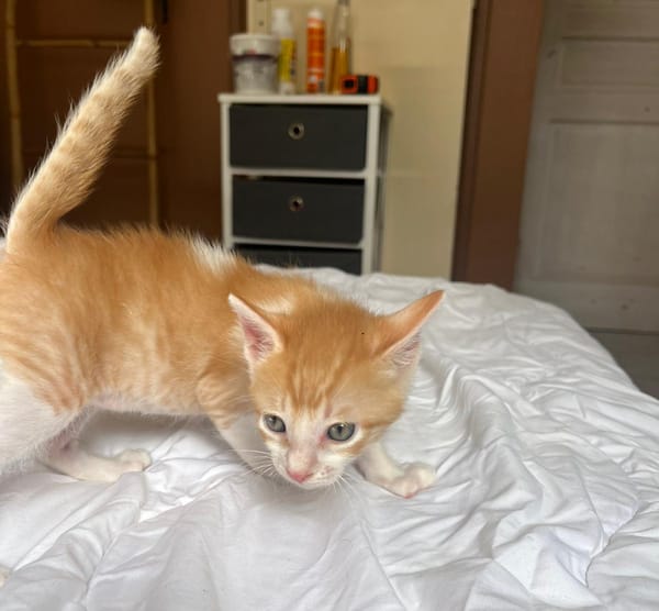 JASPE, chaton mâle, type européen