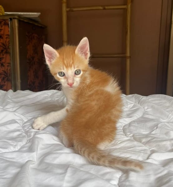 JASPE, chaton mâle, type européen