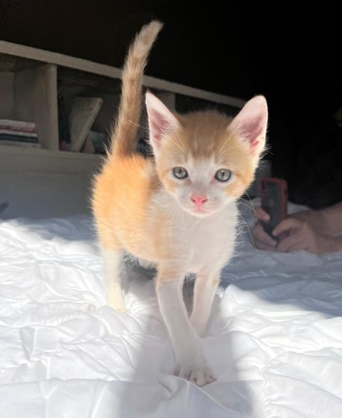 JASPE, chaton mâle, type européen