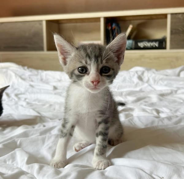 LUNOR Chaton Mâle, type européen