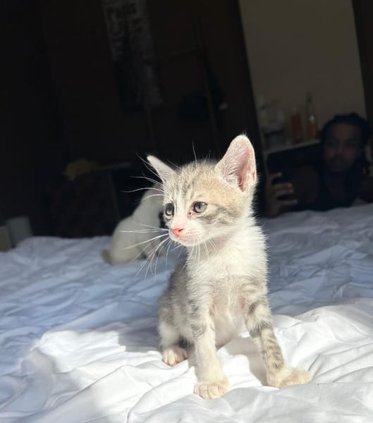 LUNOR Chaton Mâle, type européen