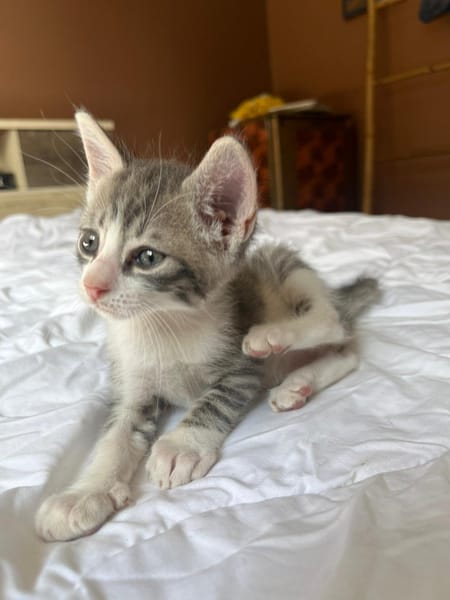 LUNOR Chaton Mâle, type européen