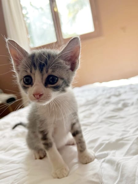 LUNOR Chaton Mâle, type européen