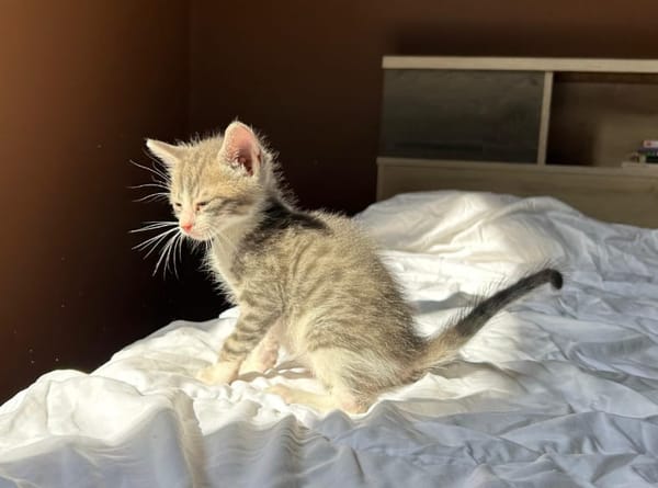 LUNOR Chaton Mâle, type européen