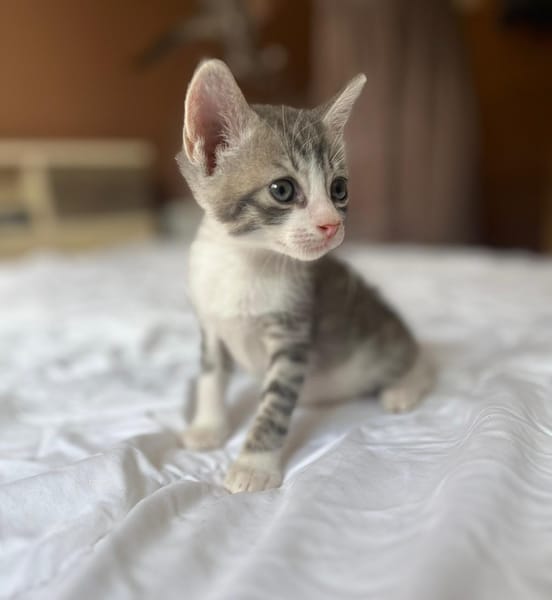 LUNOR Chaton Mâle, type européen