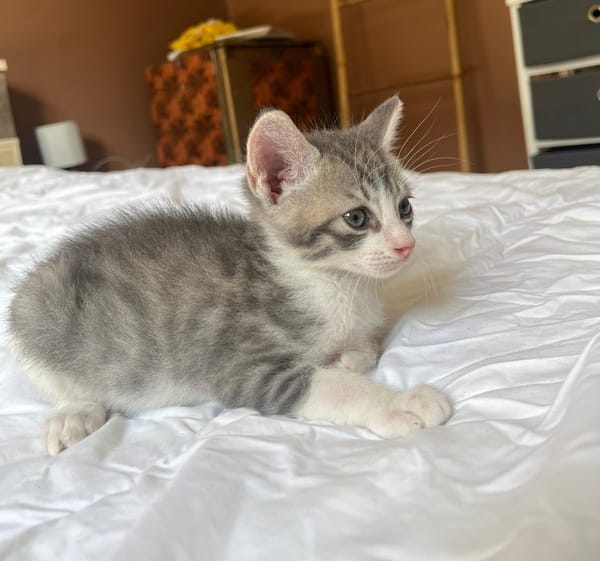 LUNOR Chaton Mâle, type européen