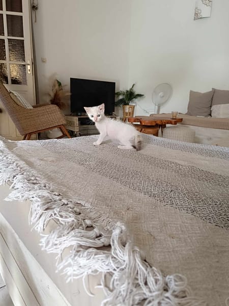 Lily Rose, la câline