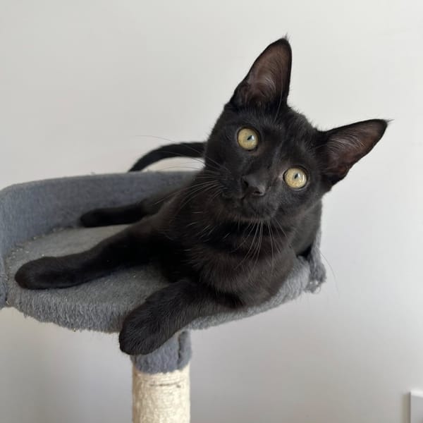 MANOLO