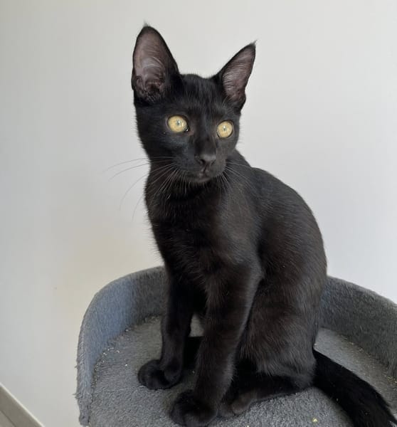 MANOLO